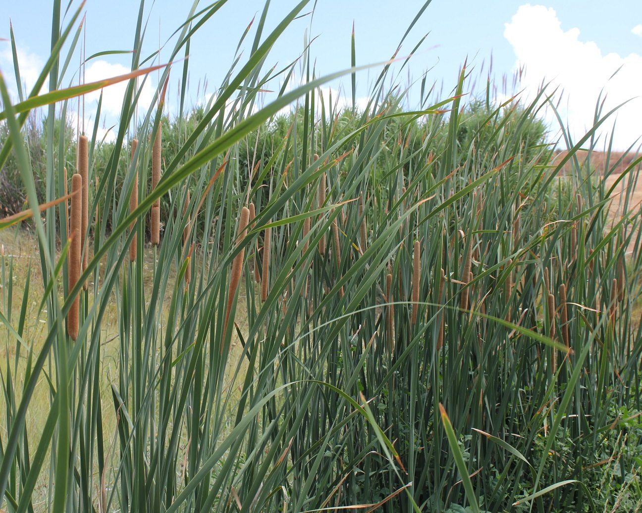 Typha dominguensis